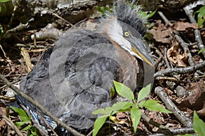 Downy Feathers on a Baby Great Blue Heron Bird