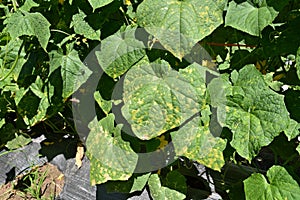 Downy mildew disease symptom on cucumber