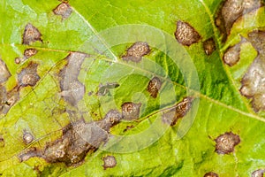 Downy mildew disease of vine