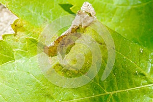 Downy mildew disease of vine