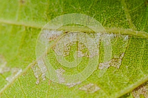 Downy mildew disease of vine