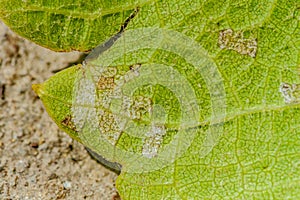 Downy mildew disease of vine