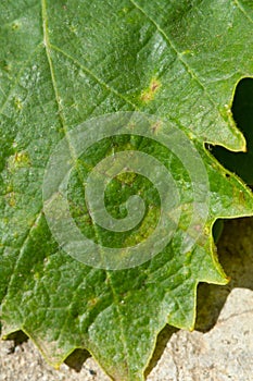 Downy mildew disease of vine