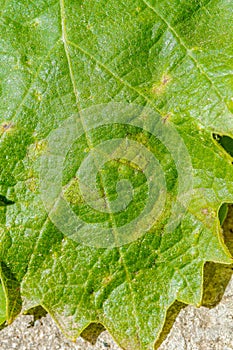 Downy mildew disease of vine