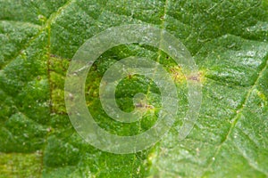 Downy mildew disease of vine