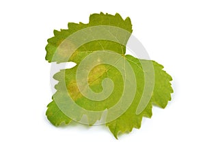 Downy mildew on a grape leaf. Isolated on white background.
