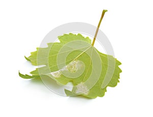 Downy mildew on a grape leaf. Isolated on white background.