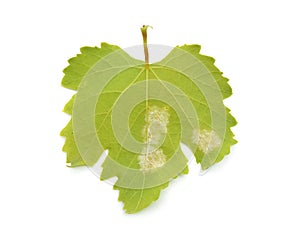Downy mildew on a grape leaf. Isolated on white background.