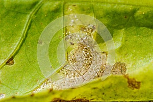 Downy mildew of lettuce