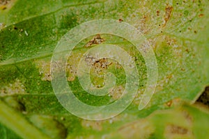 Downy mildew of lettuce