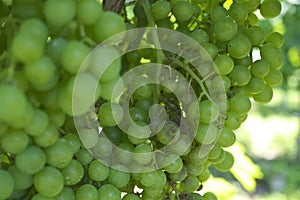 Downy Mildew of Merlot grapes in vineyard