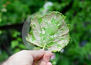 Downy Mildew Plasmopara vitikola is a fungal disease that affects a grape leaves. Close up on  Grapevine diseases