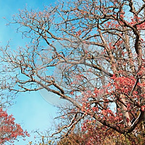 Downy oak or pubescent oak tree in winter
