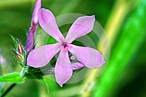 Downy Phlox (Phlox pilosa)