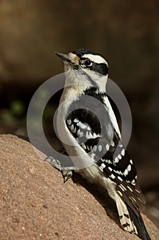 Downy on Rock