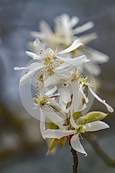 Closeup of a Cluster of Allegheny Serviceberry Flowers photo