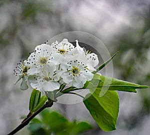 Cluster of Downy Serviceberry Flowers photo