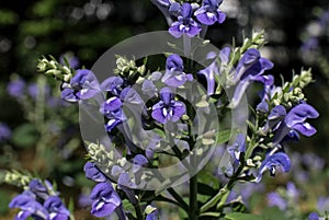 Downy skullcap and sometimes called hoary skullcap