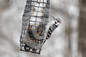 Downy Woodpecker