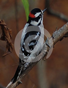 Downy Woodpecker