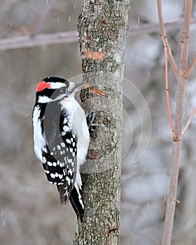 Downy Woodpecker