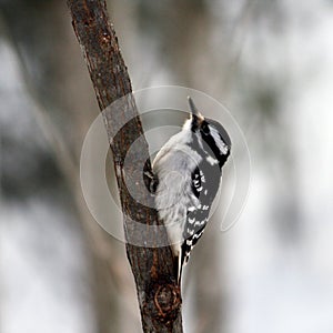 Downy Woodpecker photo