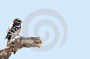 Downy woodpecker photo