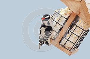 Downy woodpecker photo