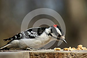 Downy woodpecker