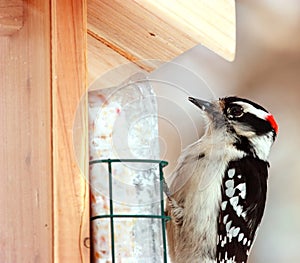 Downy Woodpecker photo