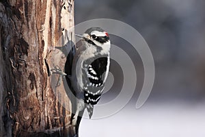 Downy Woodpecker