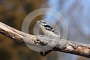 Downy Woodpecker photo