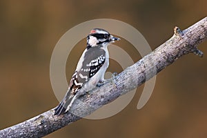 Downy Woodpecker photo