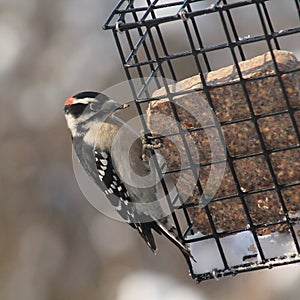 Downy Woodpecker