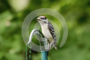 Downy Woodpecker