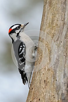 Downy Woodpecker photo