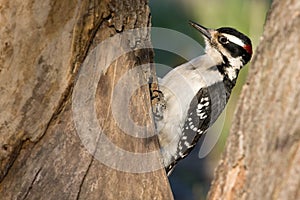 Downy woodpecker