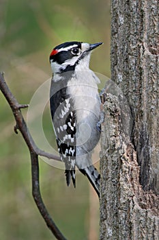 Downy Woodpecker photo