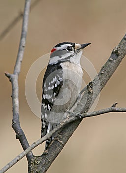 Downy Woodpecker photo