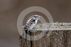 Downy Woodpecker along the Hudson River