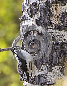 Downy Woodpecker on Aspen