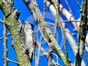 Downy Woodpecker Bird with Open Beak Scales a Tree Branch