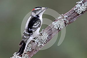 Downy Woodpecker on a Branch