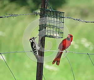 Downy Woodpecker and cardinal on a metal fence