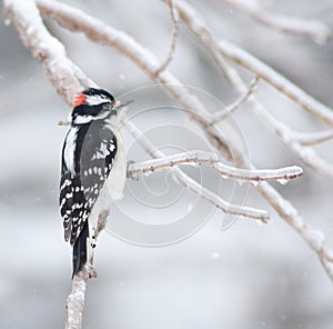 Downy woodpecker clinging to a branch