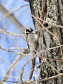 Downy Woodpecker Clinging to a Branch Foraging for Food