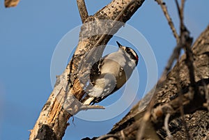 Downy woodpecker clinging to a tree branch on a sunny day in Boulder, Colorado