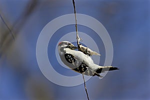 Downy Woodpecker at Cocoon  803597