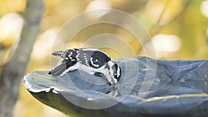 Downy Woodpecker Drinking from a bird bath.