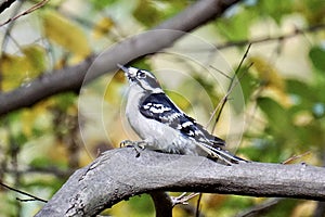 Downy woodpecker